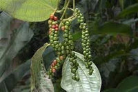 Black Pepper Seeds for Planting heirloom & Non-GMO Seeds