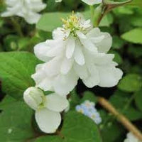 Heirloom Houttuynia Flower Seeds, Non-GMO Ornamental and Medicinal Blooms for Garden Planting