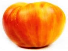 Yellow Orange Big Tomato Solanum lycopersicum for planting in home garden