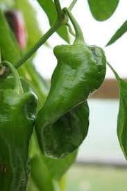 Peter Pepper Vegetable Seeds for Planting - 100 pcs