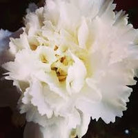 Heirloom Non-GMO Carnation Flower Seeds for Planting – Fragrant Ornamental Garden Blooms