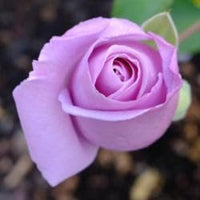 Rose Flower Seeds for Planting 100 -Hierloom Flower Seeds