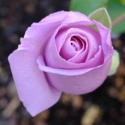 Rose Flower Seeds for Planting 100 -Hierloom Flower Seeds