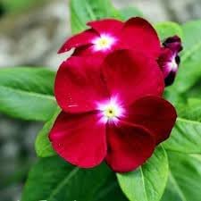 Organic Heirloom Catharanthus Flower Seeds for Planting – Non-GMO
