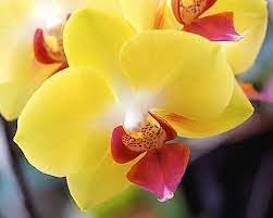Orchid Phalaenopsis Flower Seeds, Heirloom, Non-GMO Elegant Tropical Blooms for Indoor Planting