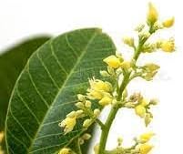 Hevea Brasiliensis Flower Seeds for Planting 100 -Hierloom Flower Seeds - Brasiliensis for planting in home garden