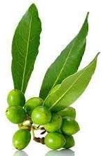 Bay Laurel Fruit Seeds for Growing Aromatic and Flavorful Laurel Trees 100 pcs