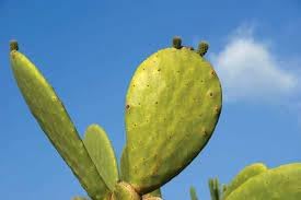 Opuntia Plant Seeds for Adding Hardy and Drought-Resistant Plants to Your Garden, Heirloom Seeds