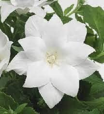 Heirloom Non-GMO White Balloon Flower Seeds – Perennial Flower Seeds for Garden Planting