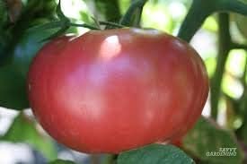 Big Tomato Seeds for Planting Dark Red - 100 pcs