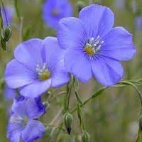 Heirloom Linum Flower Seeds, Non-GMO Flax Blooms for Pollinator-Friendly Garden Planting
