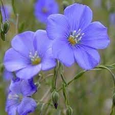 Heirloom Linum Flower Seeds, Non-GMO Flax Blooms for Pollinator-Friendly Garden Planting