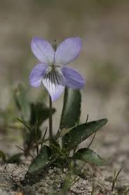 Heirloom Non-GMO Prairie Viola Flower Seeds for Planting – Wildflower Blooming Flower Seeds - Non-GMO for planting in home garden