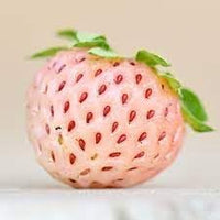 Pineberry white strawberry seeds