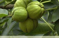 Shagbark Fruit Seeds for Planting - Growing Hardy and Unique Fruit Trees, Heirloom Plant Seeds