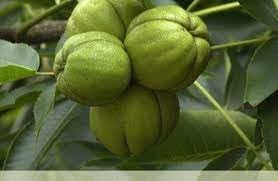 Shagbark hickory Carya ovata seeds for home orchard