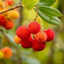Bayberry Fruit Seeds for Planting - Orange Bayberries for a Sweet and Aromatic Harvest