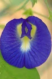 Heirloom Non-GMO Clitoria Flower Seeds for Vibrant Blue Garden Blooms and Herbal Planting