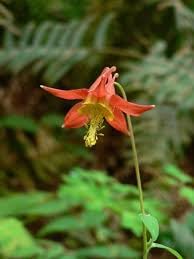 Columbine Viridiflora Flower Seeds – Heirloom Non-GMO Seeds for Unique and Shade Garden Planting