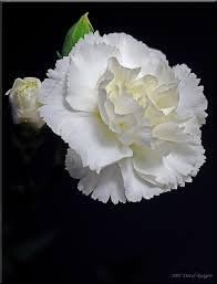 Heirloom Non-GMO Carnation Flower Seeds for Planting – Fragrant Ornamental Garden Blooms