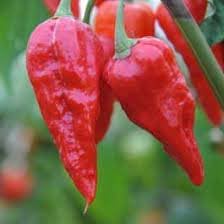 Chili Pepper Seeds for Planting - 100 pcs