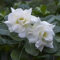 Heirloom Adenium Flower Seeds for Planting 100