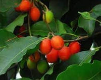 Mimusops Fruit Seed Pack for Growing Tropical, Sweet Fruits 100 pcs