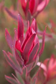 Leucadendron Salignum Conebush Seeds – Heirloom Non-GMO Flower Seeds for Ornamental Garden Planting - Salignum for planting in home garden