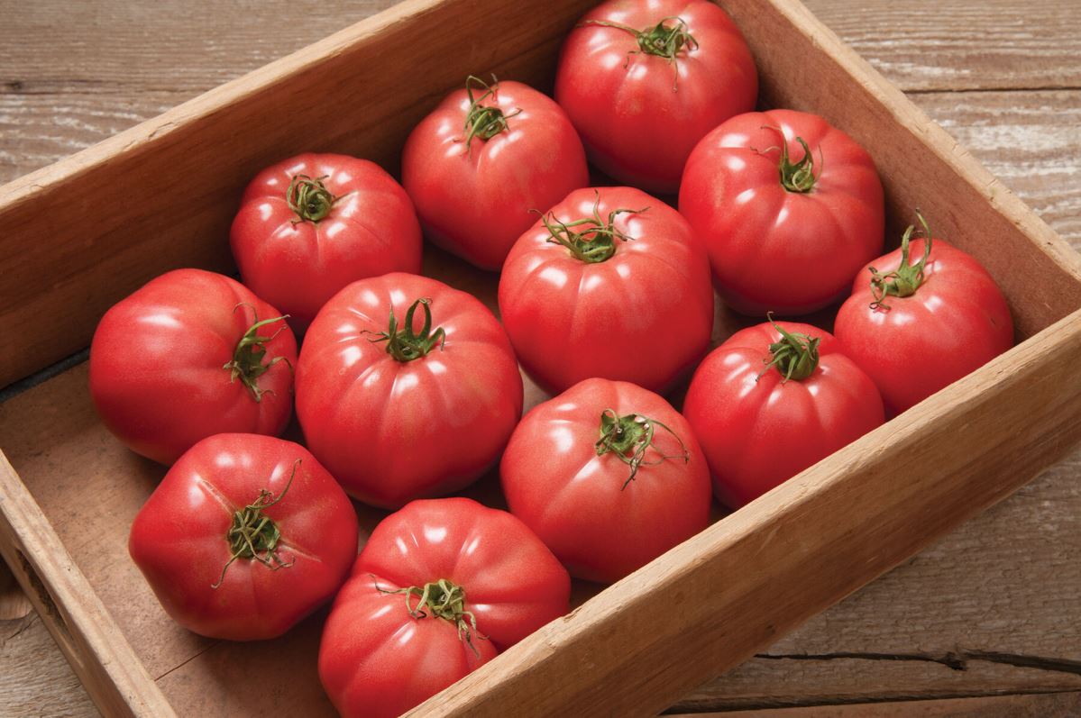 Pink Wonder – Tomato Seed