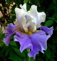 Mother Earth Reblooming Bearded Iris