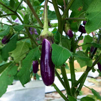 Basil Color Eggplant Seeds Selling Organic Vegetable Seeds