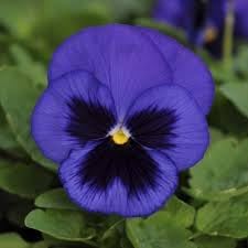 Pansy Flower Seeds Heirloom Non GMO Planting - 100