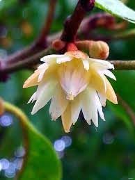 Mimusops Flower Seeds – Heirloom, Non-GMO, Fragrant Tropical Blooms for Garden Planting