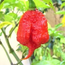 Trinidad Pepper Vegetable Seeds for Planting - 100 pcs