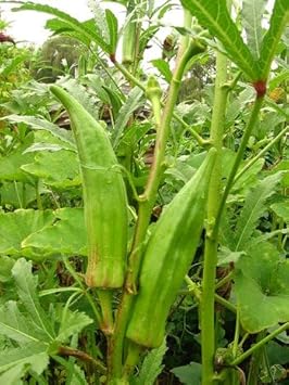 Abelmoschus Vegetable Seeds for Planting, heirloom & Non-GMO Seeds