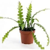 Heirloom Epiphyllum Anguliger Plant Seeds, Non-GMO Fishbone Cactus for Unique Indoor and Garden Planting