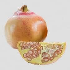 White Pomegranate Fruit Seeds - Grow Sweet, Tangy Pomegranates in Your Garden,Heirloom Seeds