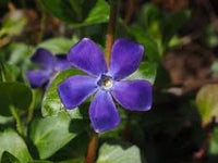 Vinca Periwinkle Flower Seeds for Planting ,Heirloom Seeds