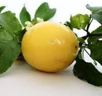 Passionfruit Seed Pack for Tropical Vine Growth and Fruit Production 100 pcs