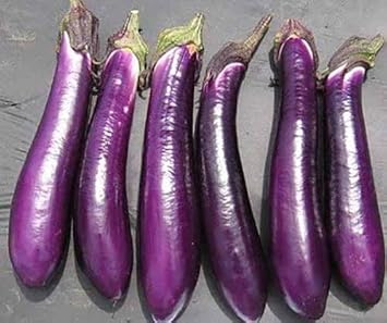 Millionaire Purple Hybrid Eggplant Seeds for Planting