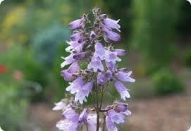 Heirloom Non-GMO Beardtongue Flower Seeds for Garden Planting – Rare Perennial Blooms - Non-GMO for planting in home garden
