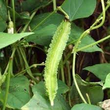 Winged Bean Psophocarpus tetragonolobus seeds for garden planting