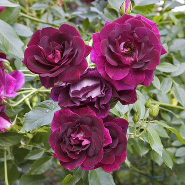 Burgundy Iceberg Floribunda Rose