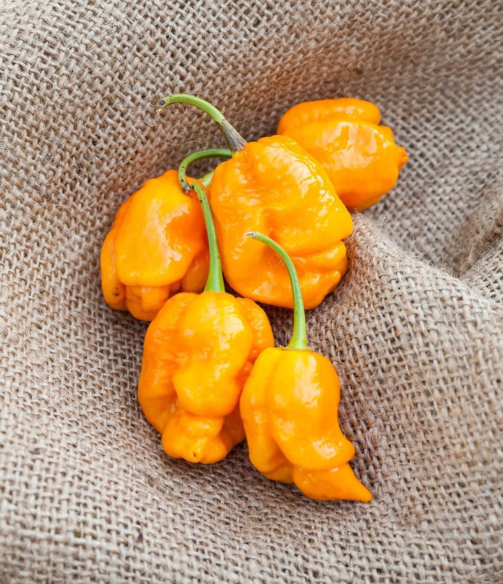Trinidad Yellow Pepper Seeds for Planting heirloom & Non-GMO Seeds