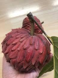 Custard Apple Fruit Seeds for Planting - Heirloom, Non-GMO, for Tropical Planting