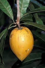 Campechiana Fruit Seeds for Growing Rare and Delicious Tropical Fruits 100 pcs