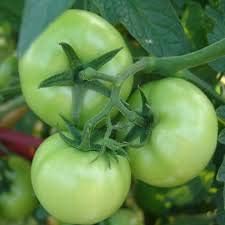 Tomato Seeds for Planting, Green, 100 pcs