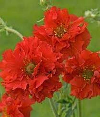 Geum Flower Seeds for Planting 100 -Hierloom Flower Seeds