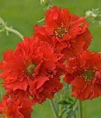 Geum Flower Seeds for Planting 100 -Hierloom Flower Seeds