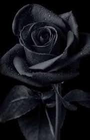 Rose Seeds for Planting – Heirloom, Non-GMO Flower Seeds for Beautiful Garden Blooms